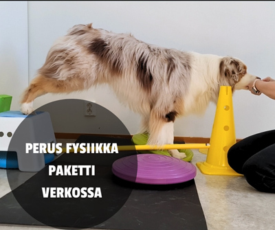 Koiran fysiikkavalmennus verkossa